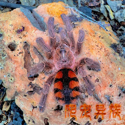 委内瑞拉红间粉趾蜘蛛Avicularia minatrix稀有粉趾颜色艳丽藏品