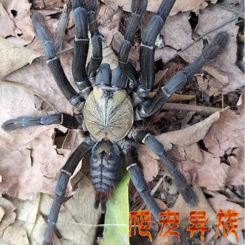 马格努斯树老虎Omothymus sp.Magnus（cf.rafni）超大型树老虎系图片