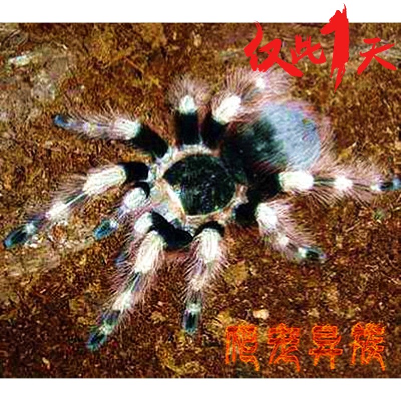 巴西黑白脚活体蜘蛛宠物蜘蛛捕鸟蛛新手饲养蜘蛛宠物黑白脚蜘蛛