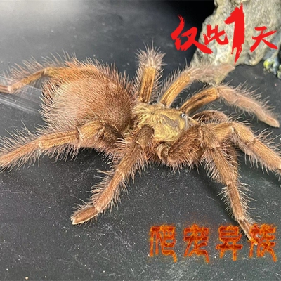 加勒比金辉蜘蛛活体宠物蜘蛛金辉蜘蛛经典骨灰收藏级玩家珍藏品爬