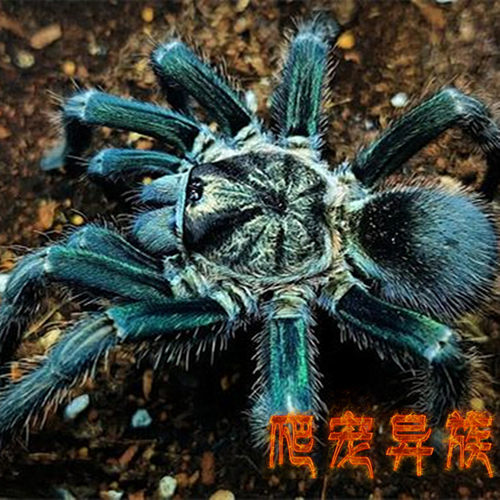 绿海地蜘蛛宠物PHO属大型艳丽品种满绿种绿海地玩家收藏品爬宠异
