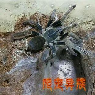 越南粗腿蜘蛛大型穴居类凶猛型蜘蛛 活体宠物蜘蛛越南粗腿蜘蛛