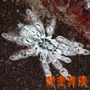 多哥星团巴布蜘蛛白色花纹多哥树栖入门宠物蜘蛛经典 树栖活体蜘蛛