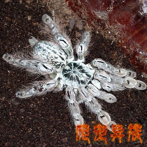 多哥星团巴布蜘蛛白色花纹多哥树栖入门宠物蜘蛛经典树栖活体蜘蛛