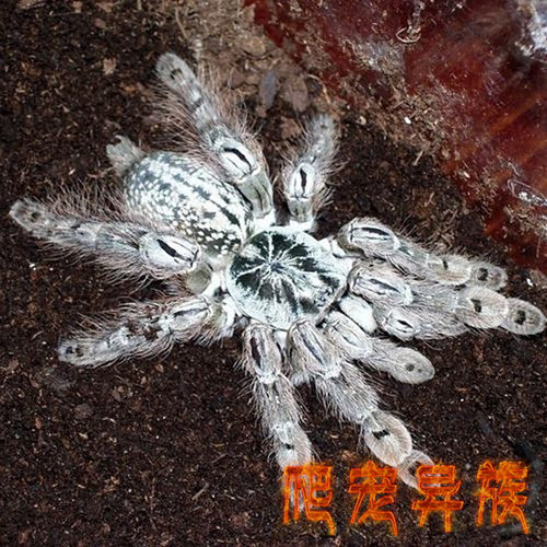 多哥星团巴布蜘蛛白色花纹多哥树栖入门宠物蜘蛛经典树栖活体蜘蛛