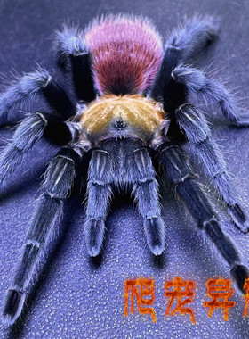 德克萨斯棕食鸟aph属 德州金背蜘蛛Aphonopelma anax温顺 好饲养