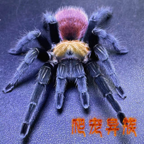 德克萨斯棕食鸟aph属 德州金背蜘蛛Aphonopelma anax温顺 好饲养
