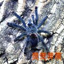 玛格丽塔岛粉趾蜘蛛大型粉趾类捕鸟蛛温顺类蜘蛛活体宠物蜘蛛粉趾