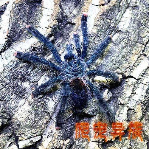 玛格丽塔岛粉趾蜘蛛大型粉趾类捕鸟蛛温顺类蜘蛛活体宠物蜘蛛粉趾