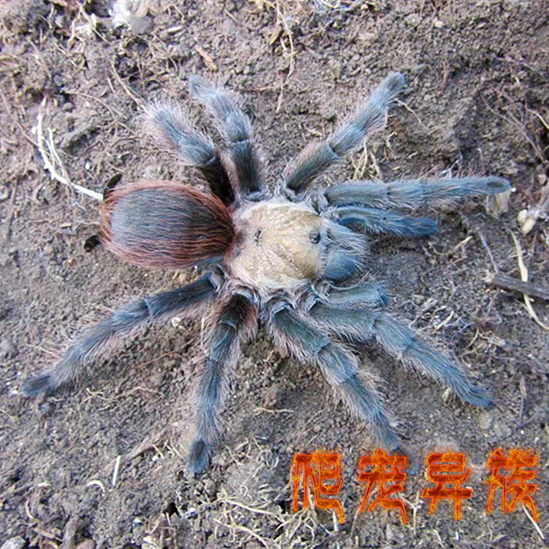 aph属德州绯红aphonopelma hentzi德克萨斯州美国超人气温顺好养