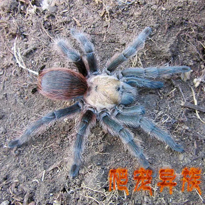 aph属德州绯红aphonopelma hentzi德克萨斯州美国超人气温顺好养