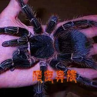 巴西所罗门蜘蛛所罗门活体宠物蜘蛛网红蜘蛛超大体型新手饲养蜘蛛