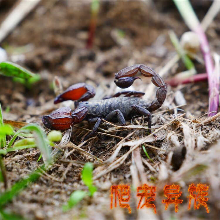 好饲养中等体型耐低温西藏琵蝎