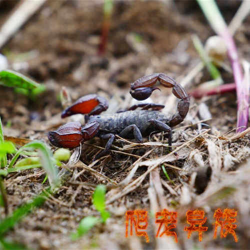 好饲养中等体型耐低温西藏琵蝎