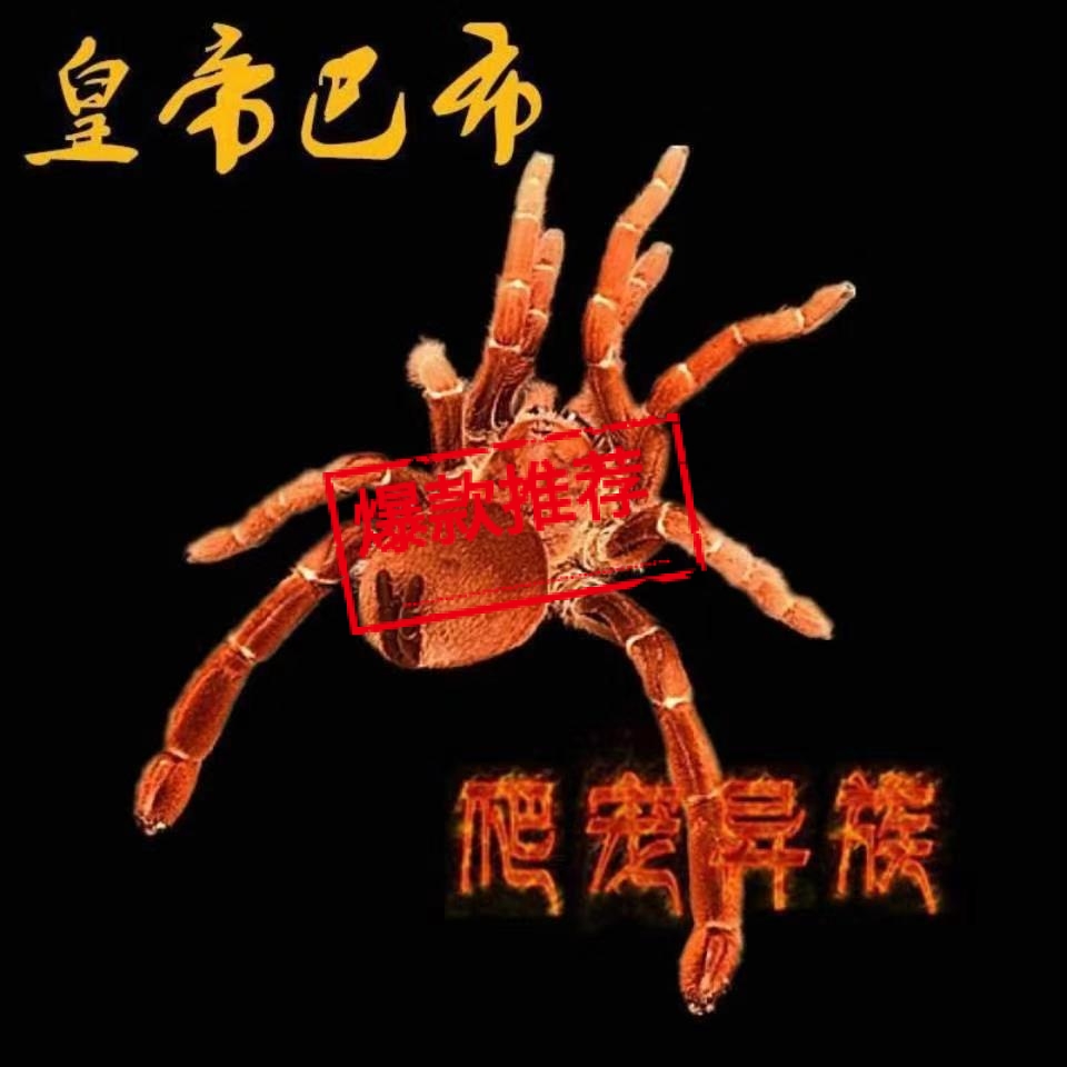 皇帝巴布蜘蛛活体宠物蜘蛛捕鸟蛛蜘蛛超帅气宠物捕鸟蛛好饲养品种