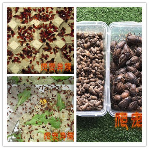 樱桃蟑螂 樱桃红蟑螂活体饲料杜比亚蟑螂龙鱼 蜘蛛饲料樱桃红蟑螂