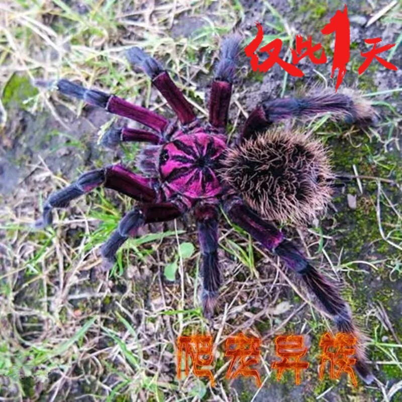 哥伦比亚梦幻白镭射蜘蛛南美大型x属高端宠物蜘蛛白镭射超大体型