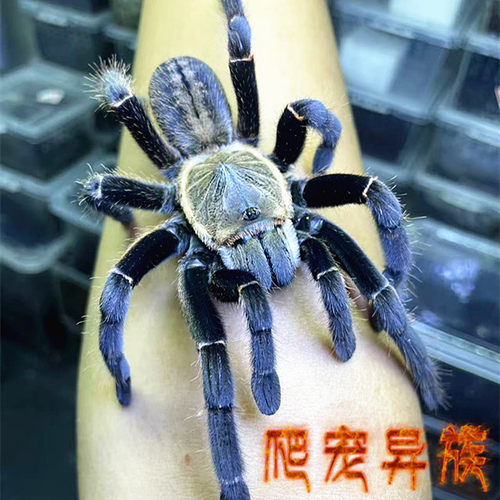 巴赫马地老虎蜘蛛东南亚捕鸟蛛之王巴赫马地老虎雄壮无比爬宠异族