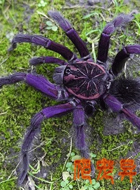 底格里斯钢铁蓝蜘蛛Pamphobeteus sp. Tigris南美大型地高端PAM属