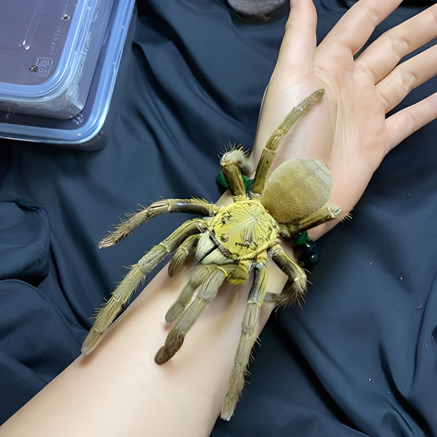 bakan越南皇帝地老虎宠物活体蜘蛛凶猛型收藏品种地老虎蜘蛛