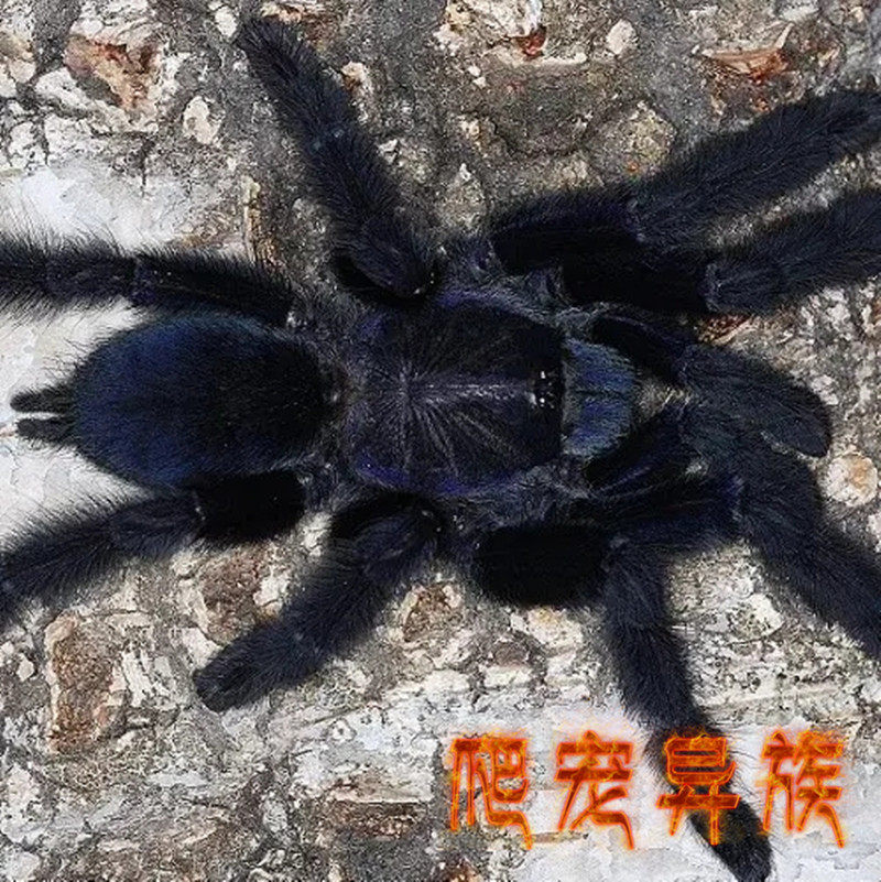 婆罗州黑食鸟蜘蛛婆黑蜘蛛成体紫蓝紫黑质感高端黑亮型大型树栖类