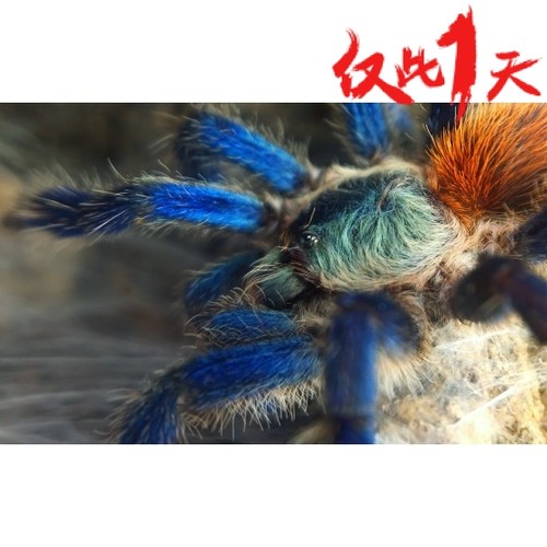 巴西蓝丝绒蜘蛛蓝色系艳丽经典品种蓝丝绒蜘蛛捕鸟蛛爬宠异族