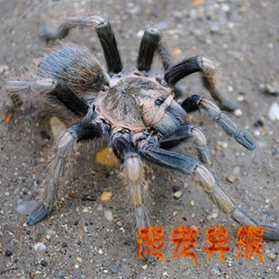 温顺寿命长 polycuspulatus高端稀有款 Lasiodorides 秘鲁金铜蜘蛛