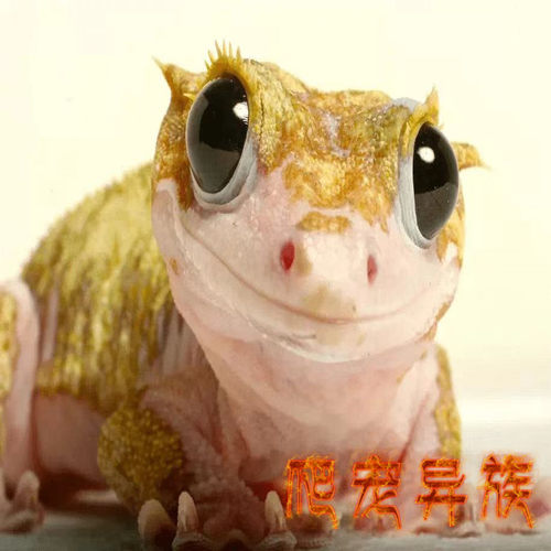 睫角守宫 睫角守宫蜥蜴乖巧温顺型新手宠物睫角守宫宠物爬宠异族
