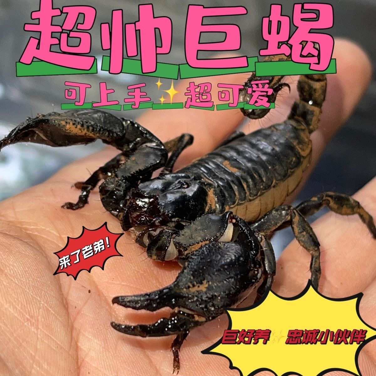 【现货】亚洲雨林蝎超大宠物活体18cm温顺无毒可上手包活爬虫