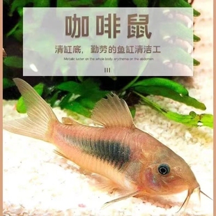 咖啡鼠鱼观赏鱼热带鱼淡水鱼草缸鱼缸造景鱼清道夫鱼除藻鱼