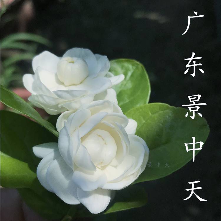 包邮正宗虎头茉莉盆栽 正品大苗圆叶宝珠茉莉花苗 阳台庭院