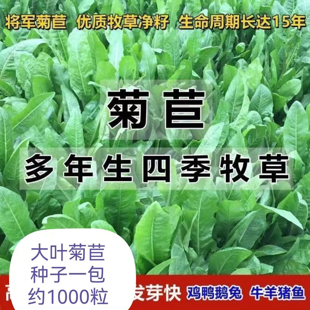 大叶菊苣种子多年生养殖户家养兔子吃草种猪牛鱼鸡鸭鹅菊苣菜新鲜