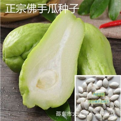 【新种上市】佛手瓜种子早熟特大佛手瓜蔬菜种子爬藤千金瓜种子