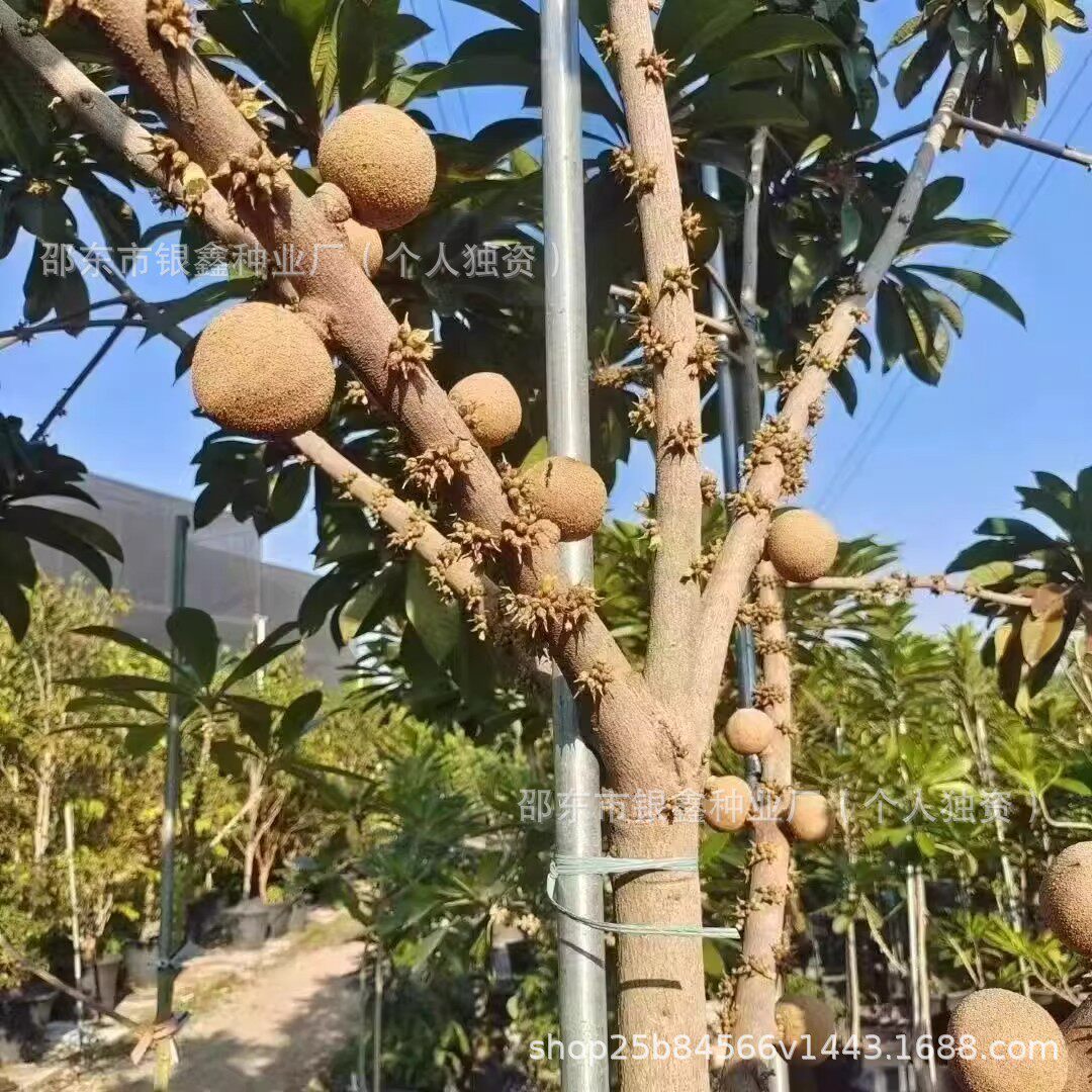 妈咪果种子马加纳种籽原装四季蔬菜水果种子大全菜种子代发批发