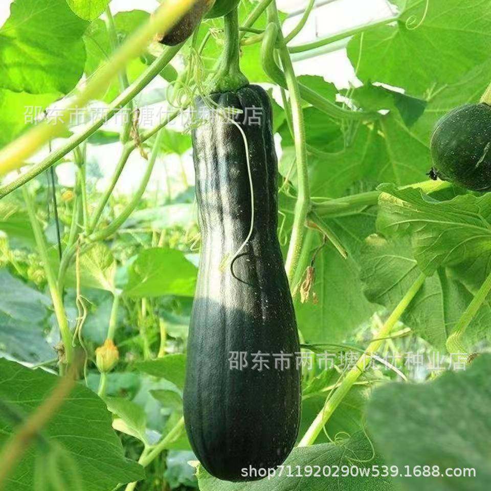 极早生南瓜种子早熟一叶一瓜墨绿色南瓜南瓜品种大田专用