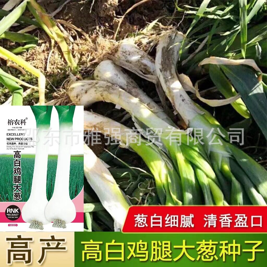 高白鸡腿大葱种子大葱种子鸡腿葱大头葱种子辣味浓厚家庭露地种子