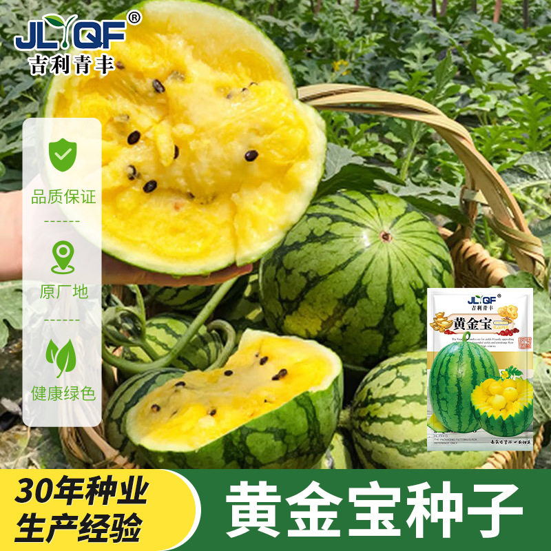 黄金宝西瓜种子早熟黄心薄皮超甜黄壤花皮西瓜农田盆栽水果种子