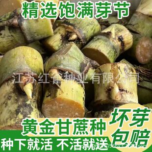 正宗黄皮甘蔗种节黄金甘蔗苗芽孢饱满软脆甜口庭院阳台可种植