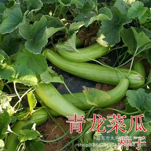 青龙菜瓜种子酱瓜香瓜甜瓜蔬菜种子春秋两季栽培高产抗病老品种