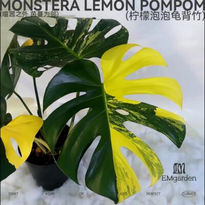 EMgarden|柠檬泡泡龟背竹 Monstera Lemon Pom Pom