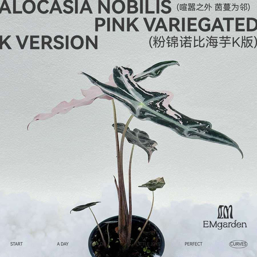 粉锦诺比海芋K版种球 AlocasiaNobilisPink Variegated K Version