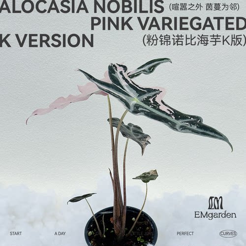 粉锦诺比海芋K版种球 AlocasiaNobilisPink Variegated K Version
