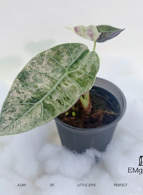 粉锦绒面沃森海芋 Alocasia Watsoniana Doff Pink Variegated