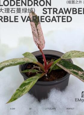 草莓大理石蔓绿绒 Philodendron Strawberry Marble Variegated