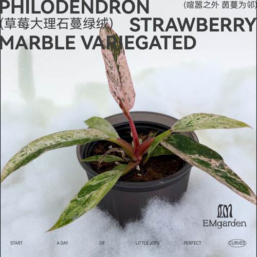 草莓大理石蔓绿绒 Philodendron Strawberry Marble Variegated