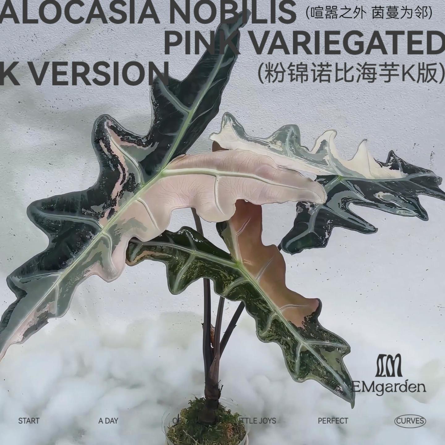 粉锦诺比K版种球Alocasia Nobilis Pink Variegated K Version