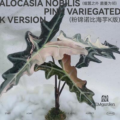 粉锦诺比K版种球Alocasia Nobilis Pink Variegated K Version