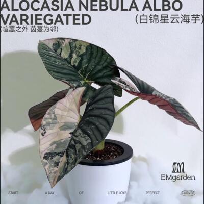 EMgarden|白锦星云海芋