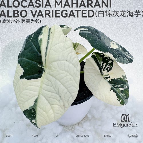 白锦灰龙海芋种球 Alocasia Maharani Albo Variegated