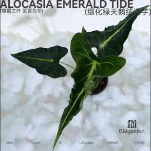 缀化绿天鹅绒海芋 Alocasia Emerald Tide